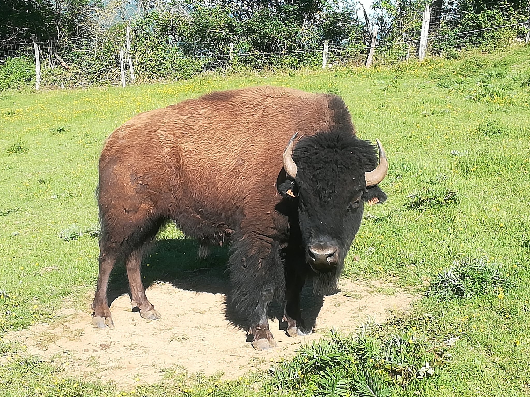 LES BISONS DE L AUXOIS